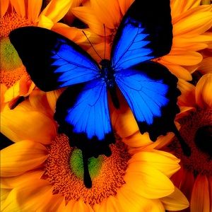 Meet your Posher, Susan